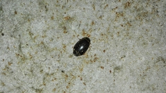 Thermonectus