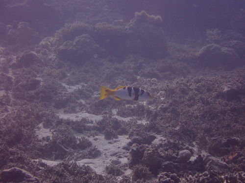 Blacksaddle Coralgrouper — seen at this dive site