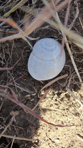 Southern Queensland Melon Snail