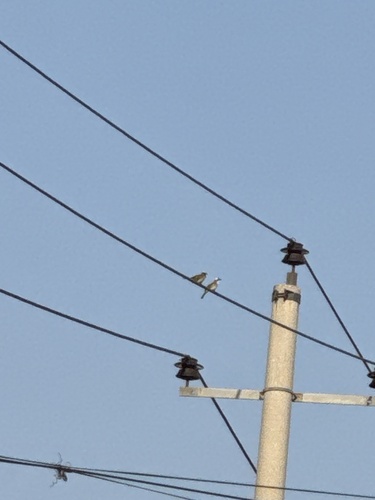 Light-vented Bulbul
