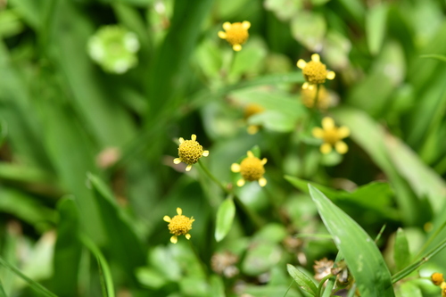 Acmella uliginosa, photograph 2