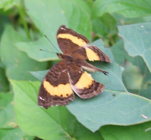 Yellow-banded Pansy