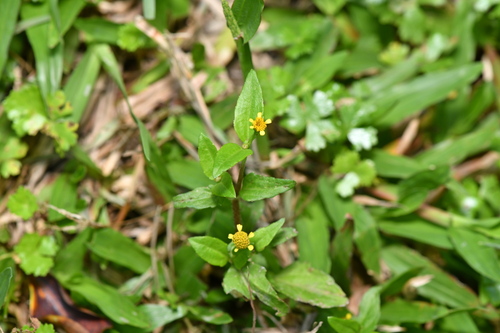 Acmella uliginosa, photograph 1
