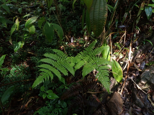 Dryopteris purpurascens observed 2026-05-02