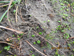 Amblyopone australis