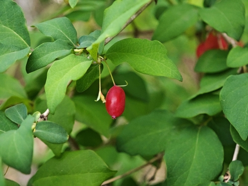 Lonicera gracilipes, photograph 5