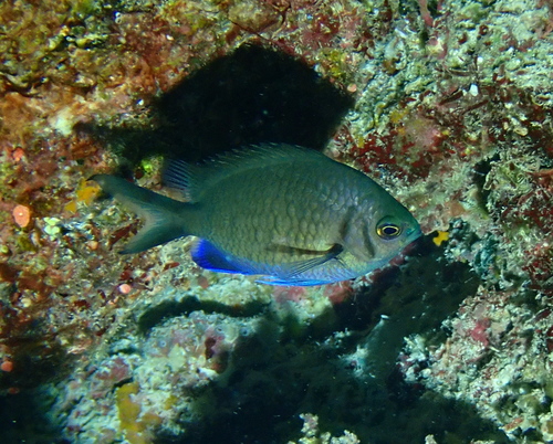 Chromis alpha observed 2026-04-30