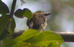 Pogoniulus scolopaceus