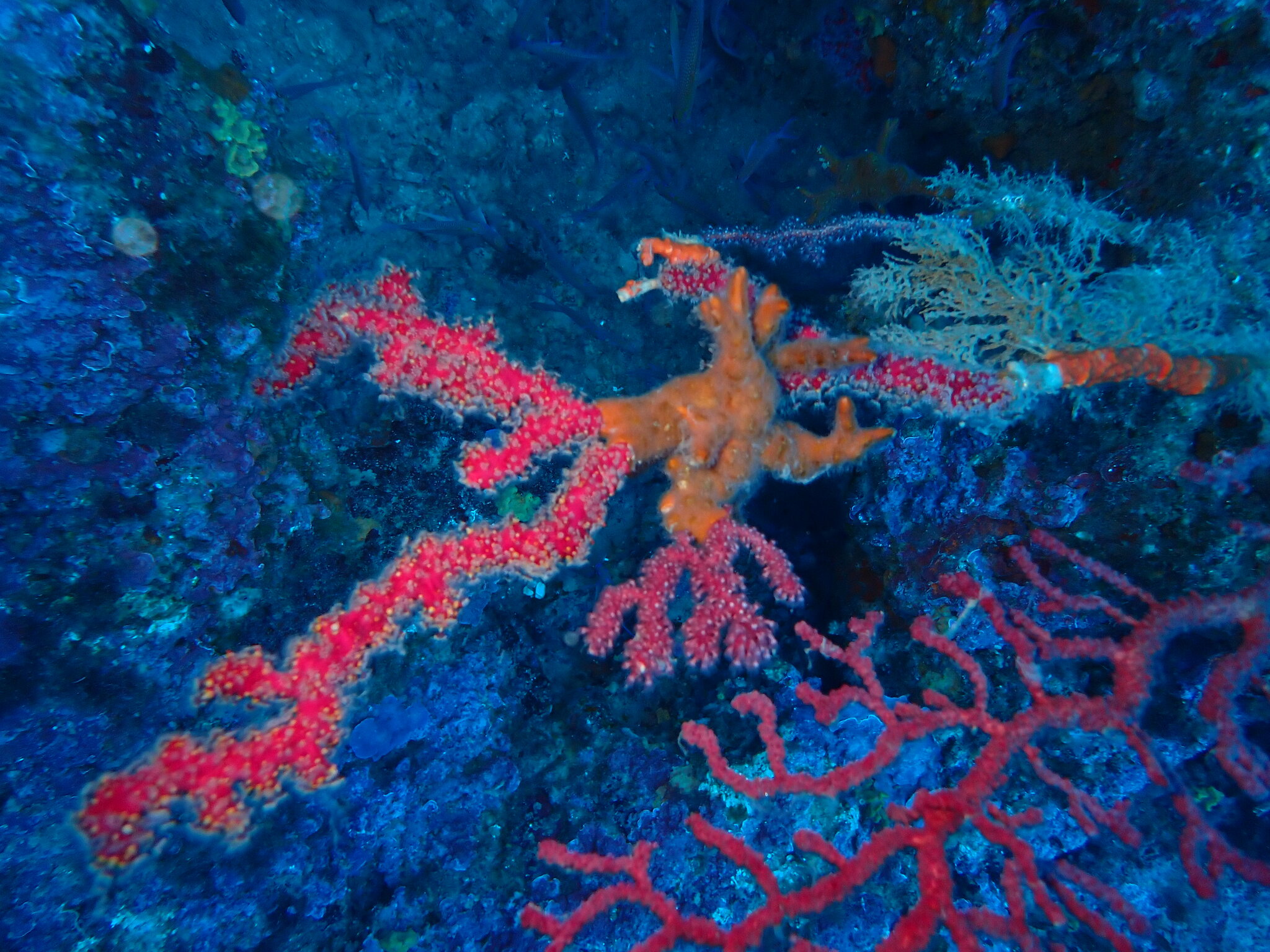 Alcyonium coralloides (Pallas, 1766)