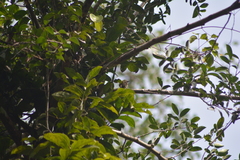 Pogoniulus scolopaceus