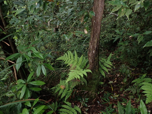 Dryopteris purpurascens observed 2026-05-02