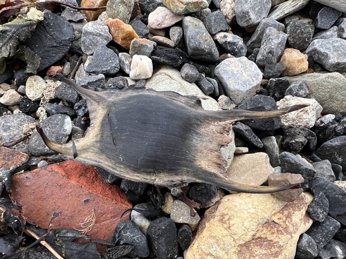Raja clavata