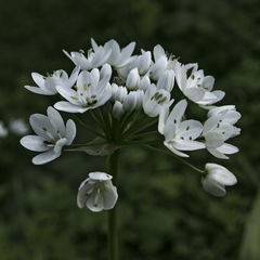 Allium neapolitanum