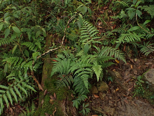 Dryopteris hasseltii observed 2026-05-02