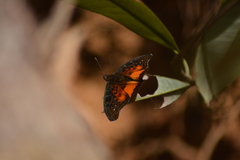 Euryphura togoensis
