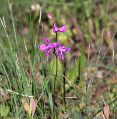 Calopogon multiflorus