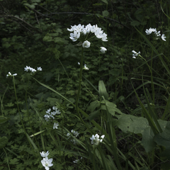 Allium neapolitanum