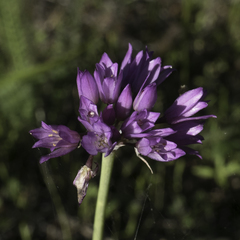 Allium serra
