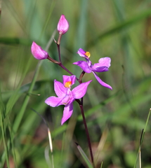 Calopogon multiflorus