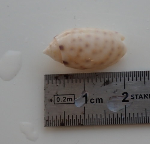 Oliva amethystina observed 2026-04-30