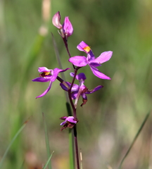 Calopogon multiflorus