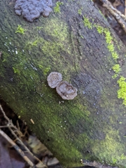 Exidia novozealandica