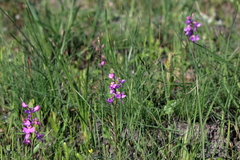 Calopogon multiflorus