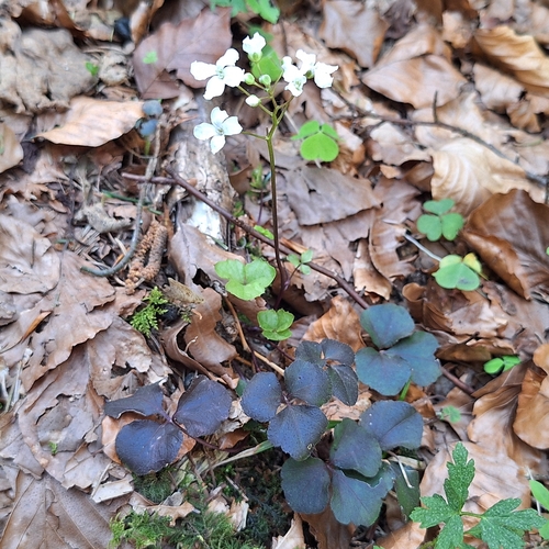 Cardamine trifolia, photograph 4