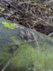 Exidia novozealandica