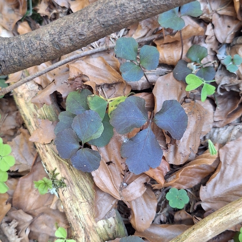 Cardamine trifolia, photograph 5