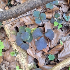 Cardamine trifolia, photograph author not stated, no rights reserved