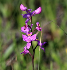 Calopogon multiflorus