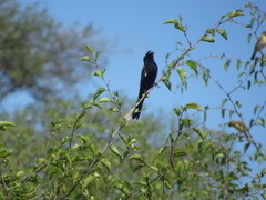 Euplectes albonotatus