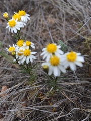 Thymophylla concinna