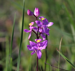 Calopogon multiflorus