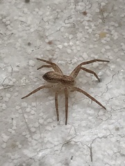 Philodromus dispar