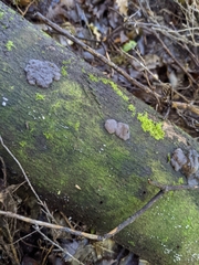 Exidia novozealandica