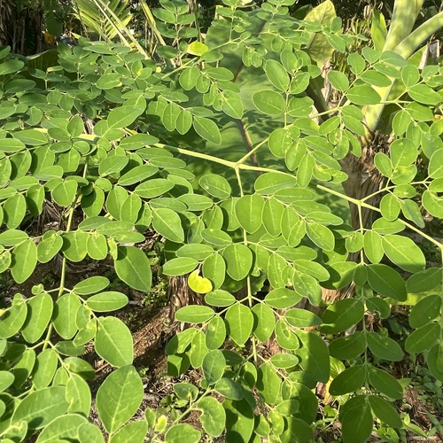 Moringa tree