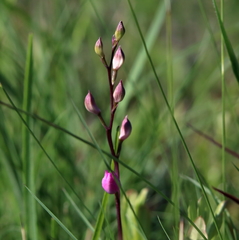 Calopogon multiflorus