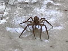 Philodromus dispar