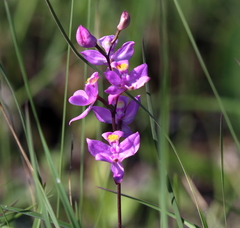 Calopogon multiflorus