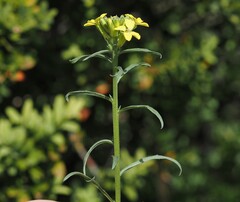 Erysimum rhaeticum, photograph (c) Louis Aureglia, some rights reserved (CC BY)