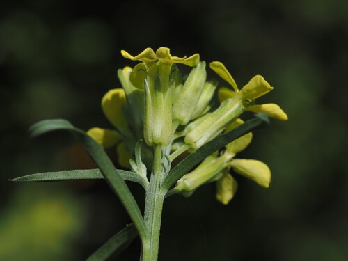 Erysimum rhaeticum, photograph 4