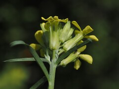 Erysimum rhaeticum, photograph (c) Louis Aureglia, some rights reserved (CC BY)