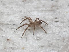 Philodromus dispar