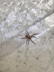 Philodromus dispar