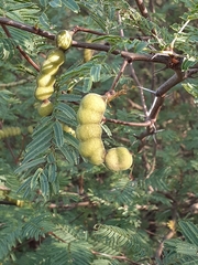 Vachellia aroma
