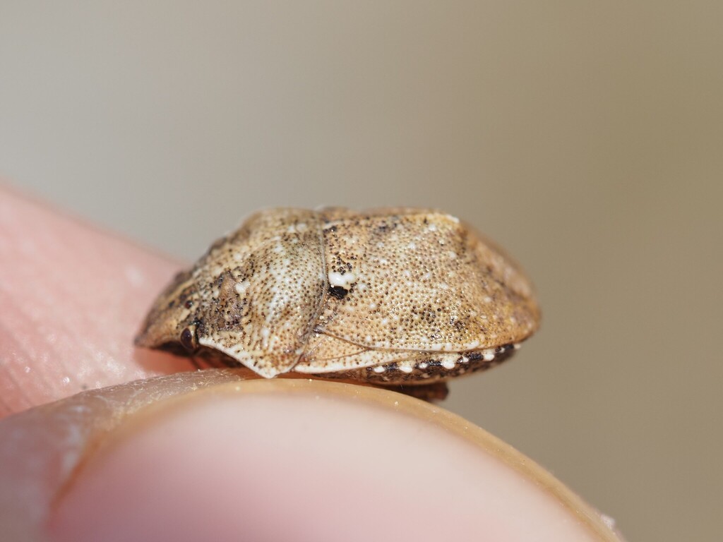 Psacasta granulata
