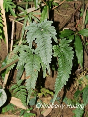 Pteris grevilleana
