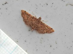 Lamprosema tampiusalis